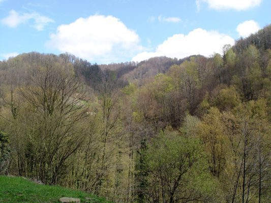 Gozdni rezervat Log ob Sotli